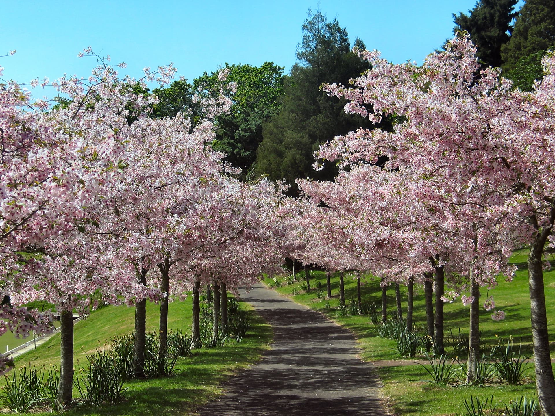 A path running under a tunnel of blossoming cherry trees in full pink bloom, daffodils along the edges