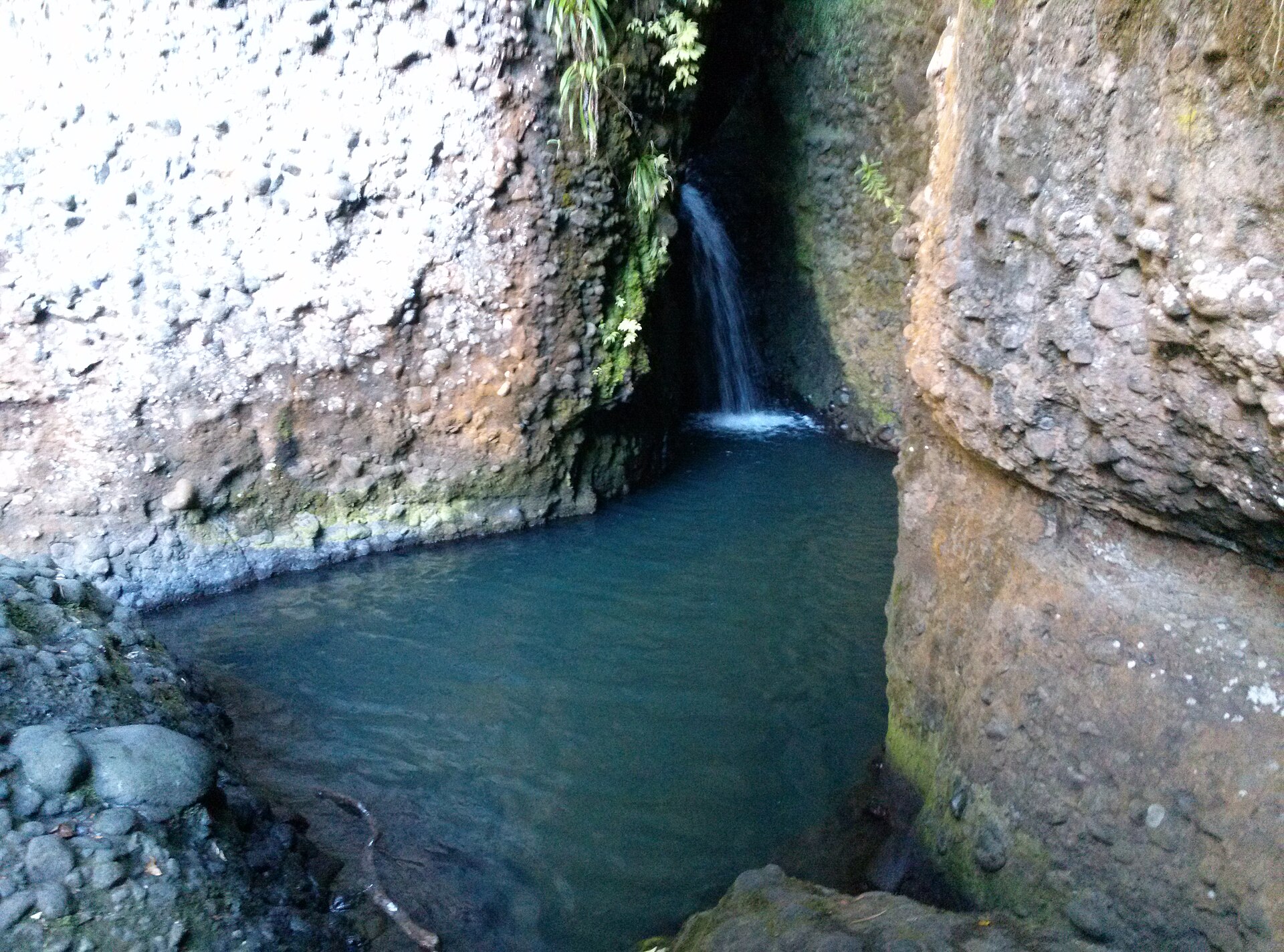 Cascade Kauri Park in Waitākere