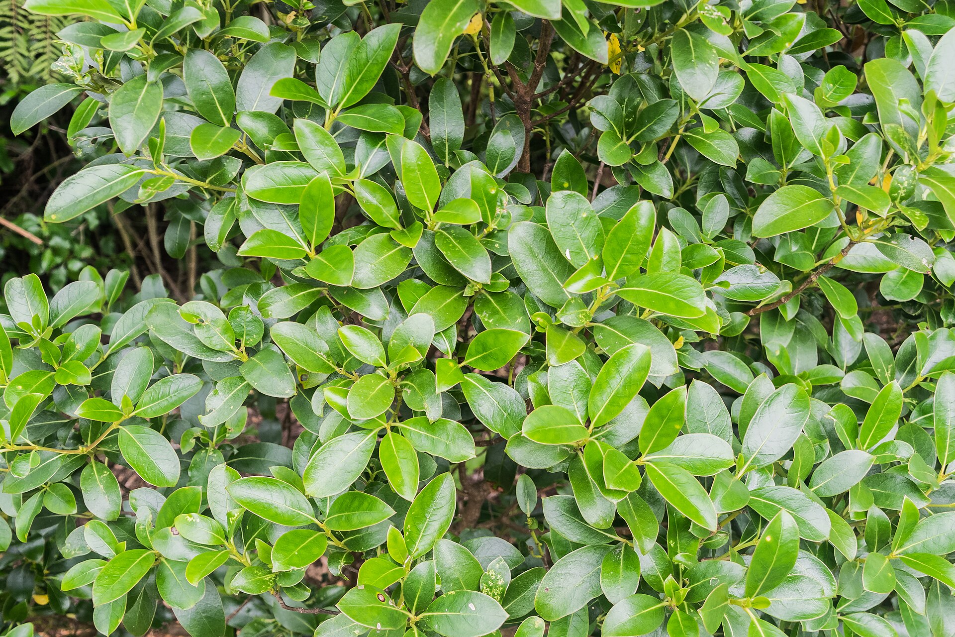 Auckland Botanic Gardens in Manurewa