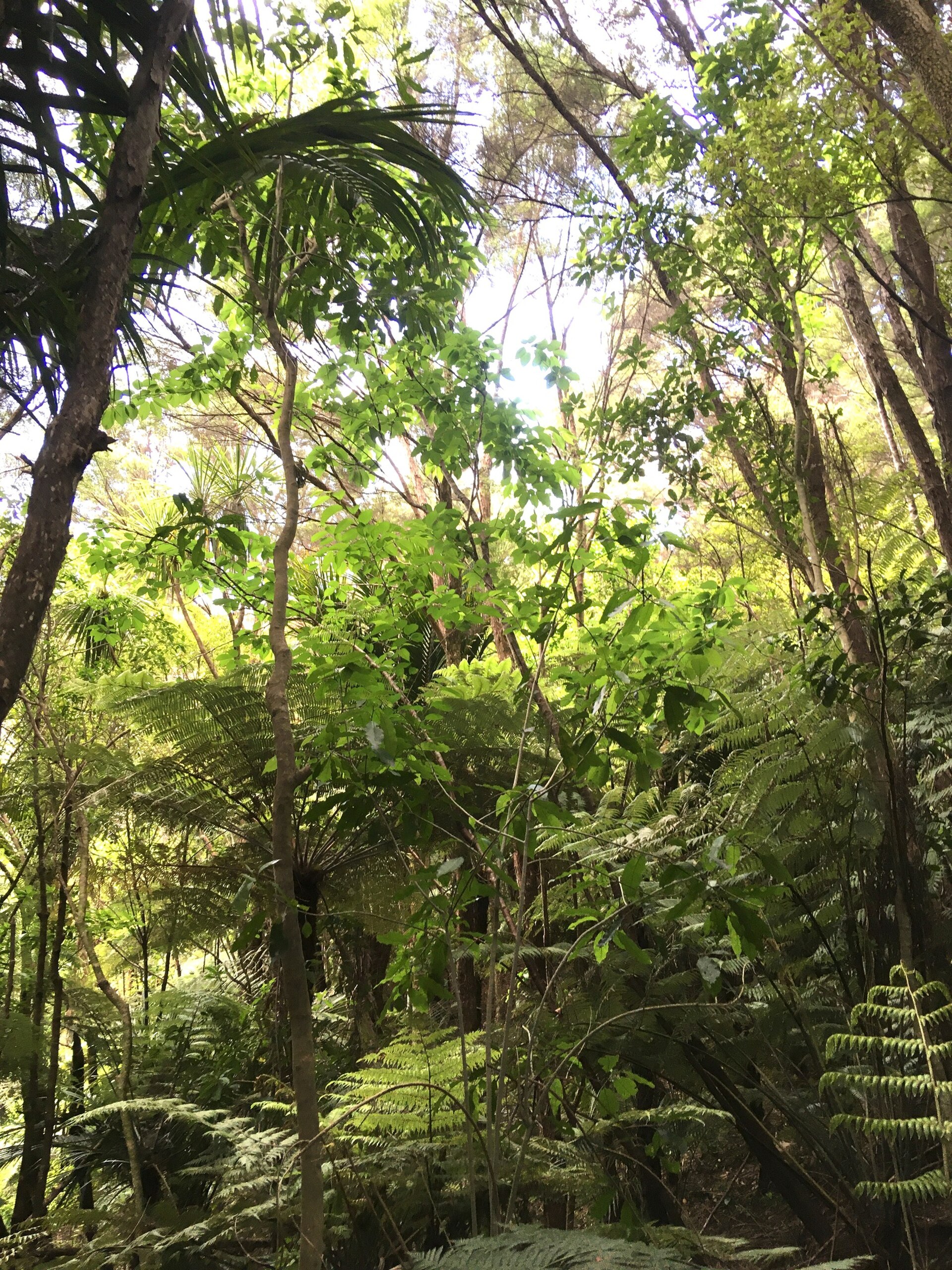 Eskdale Reserve in Birkdale
