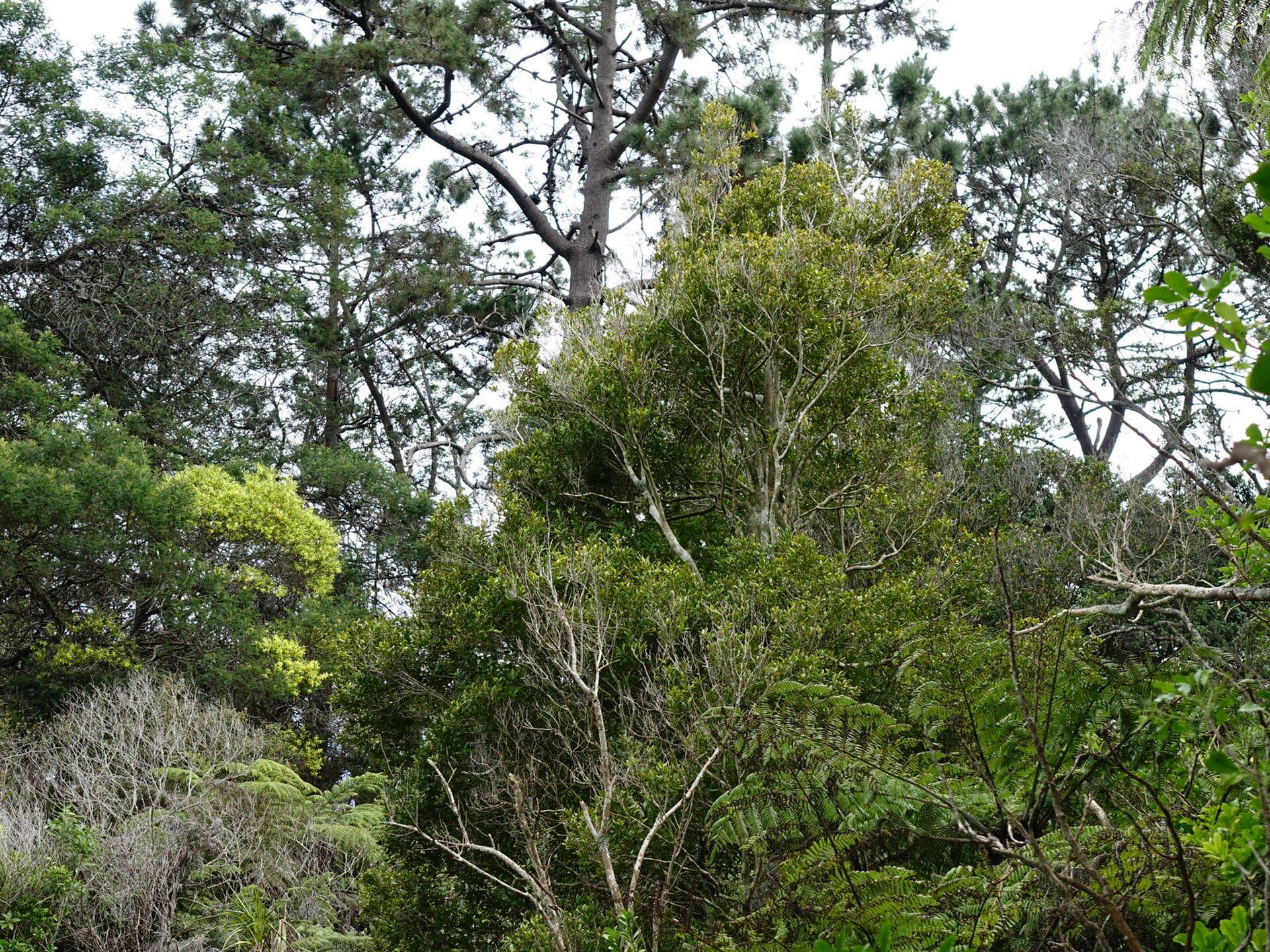 Gittos Domain in Blockhouse Bay