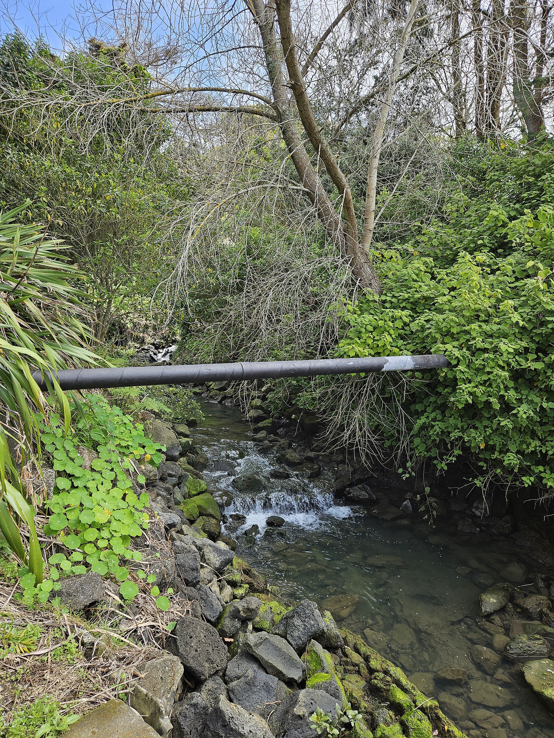 Panmure Basin (Te Kai a Hiku) in Panmure