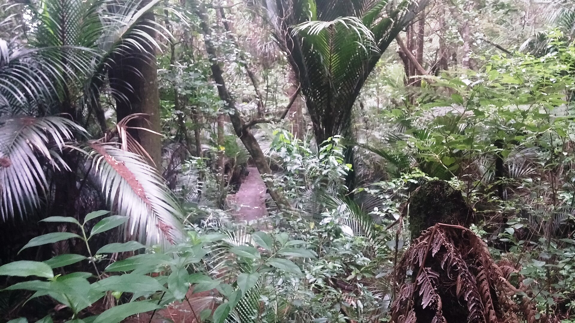 Alice Eaves Scenic Reserve in Orewa