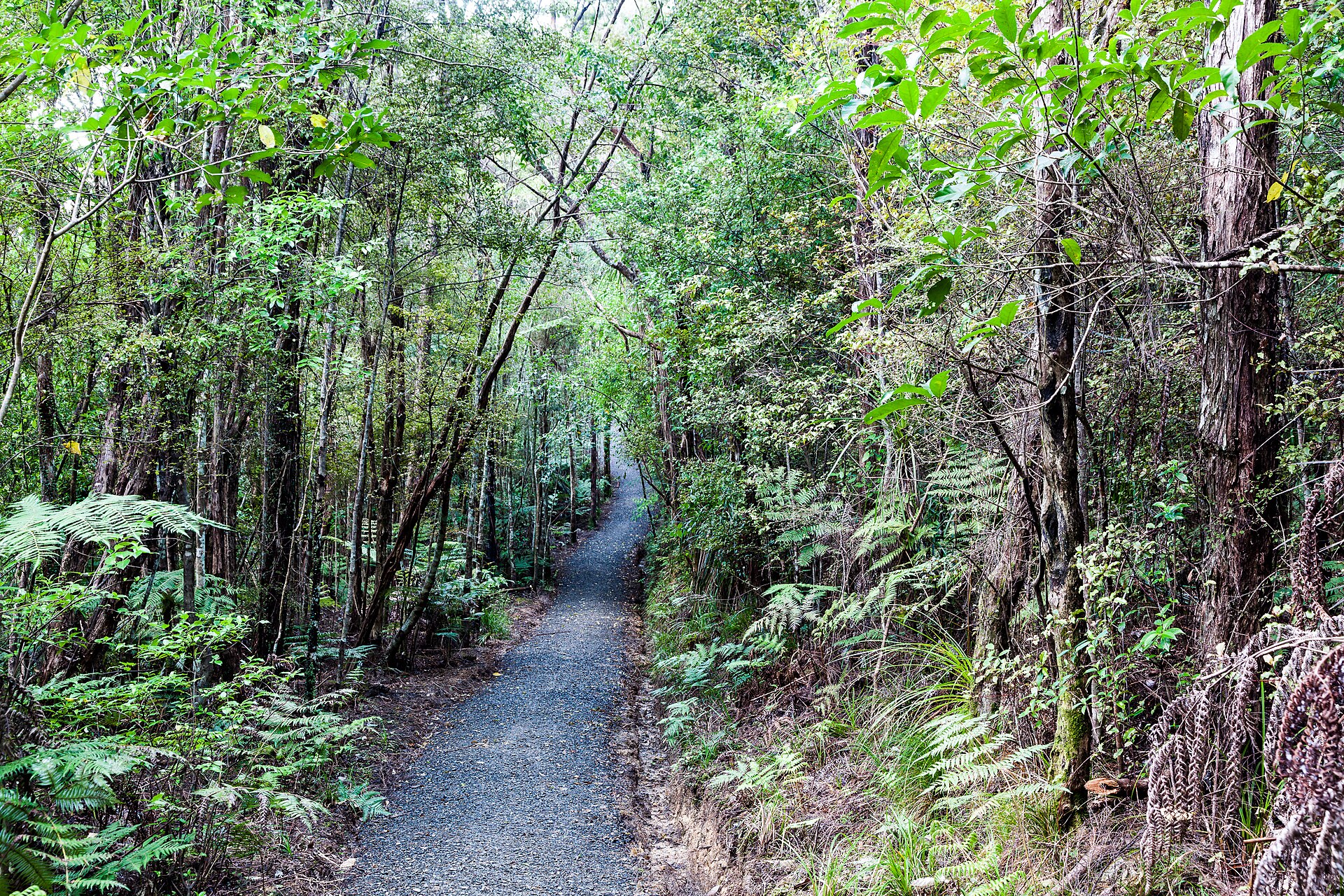 Ōkura Bush Walkway in Ōkura