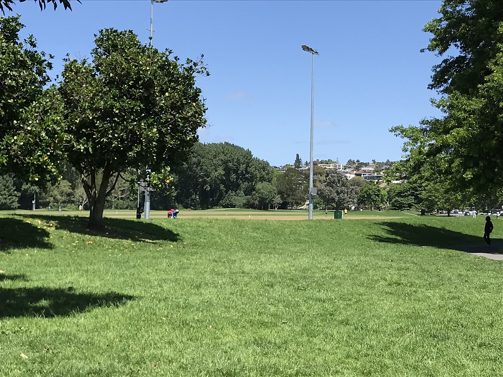 Madills Farm Reserve in Kohimarama
