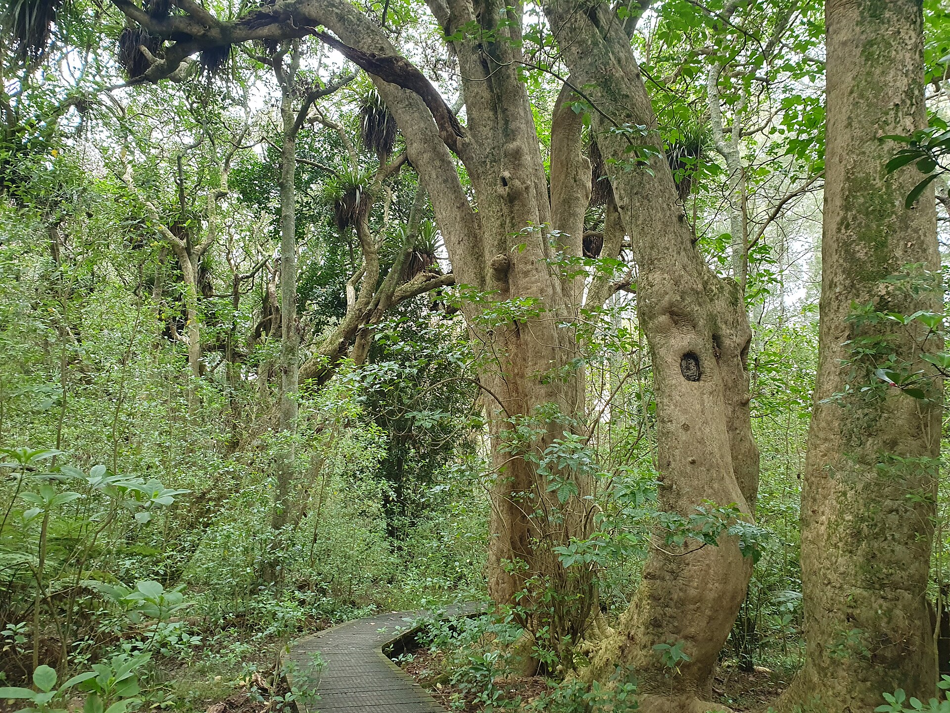 Smiths Bush (Te Rangi Hiroa) in Northcote