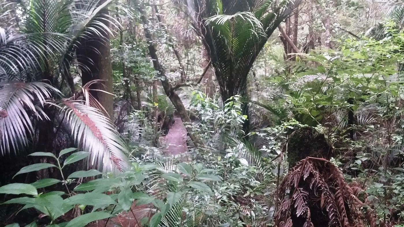 Alice Eaves Scenic Reserve in Orewa