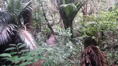 Alice Eaves Scenic Reserve in Orewa