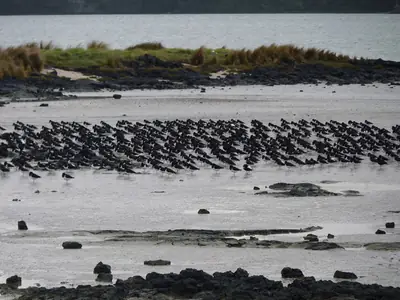 Ambury Regional Park (Te Ara i Tautahi), photo 4