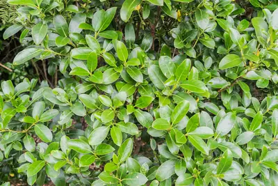 Auckland Botanic Gardens in Manurewa