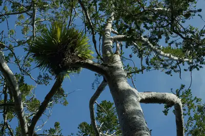 Cascade Kauri Park, photo 2