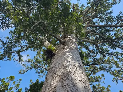 Cascade Kauri Park, photo 3