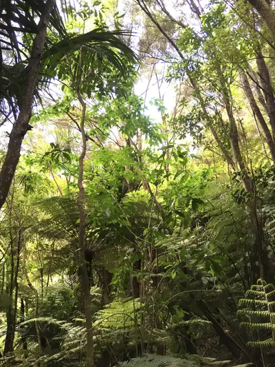 Eskdale Reserve in Birkdale