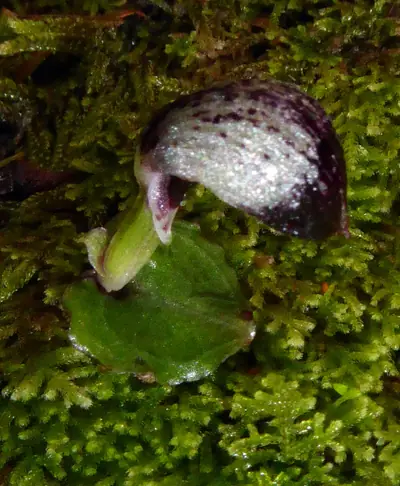 Eskdale Reserve, photo 3