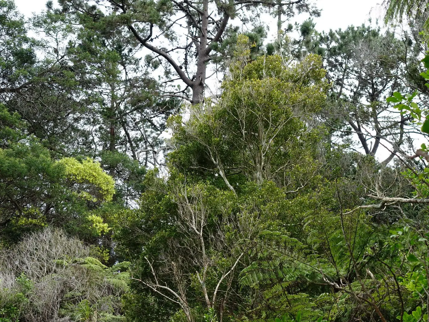 Gittos Domain in Blockhouse Bay