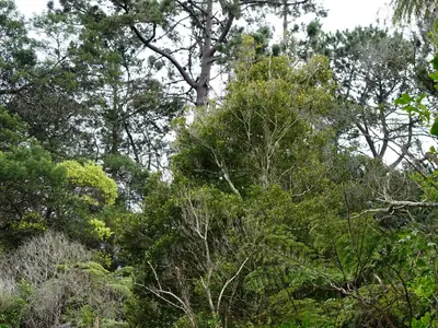 Gittos Domain in Blockhouse Bay