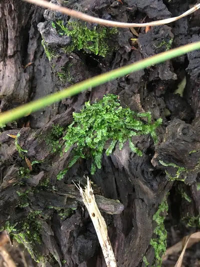 Kaipātiki Reserve, photo 4