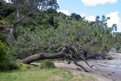 Kauri Point Beach, photo 4
