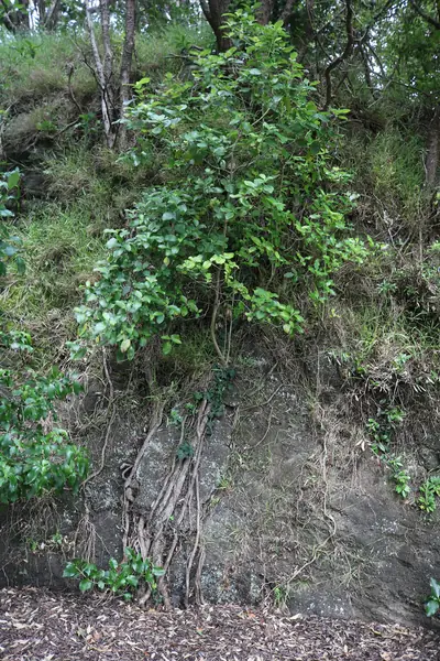 Killarney Park, photo 2
