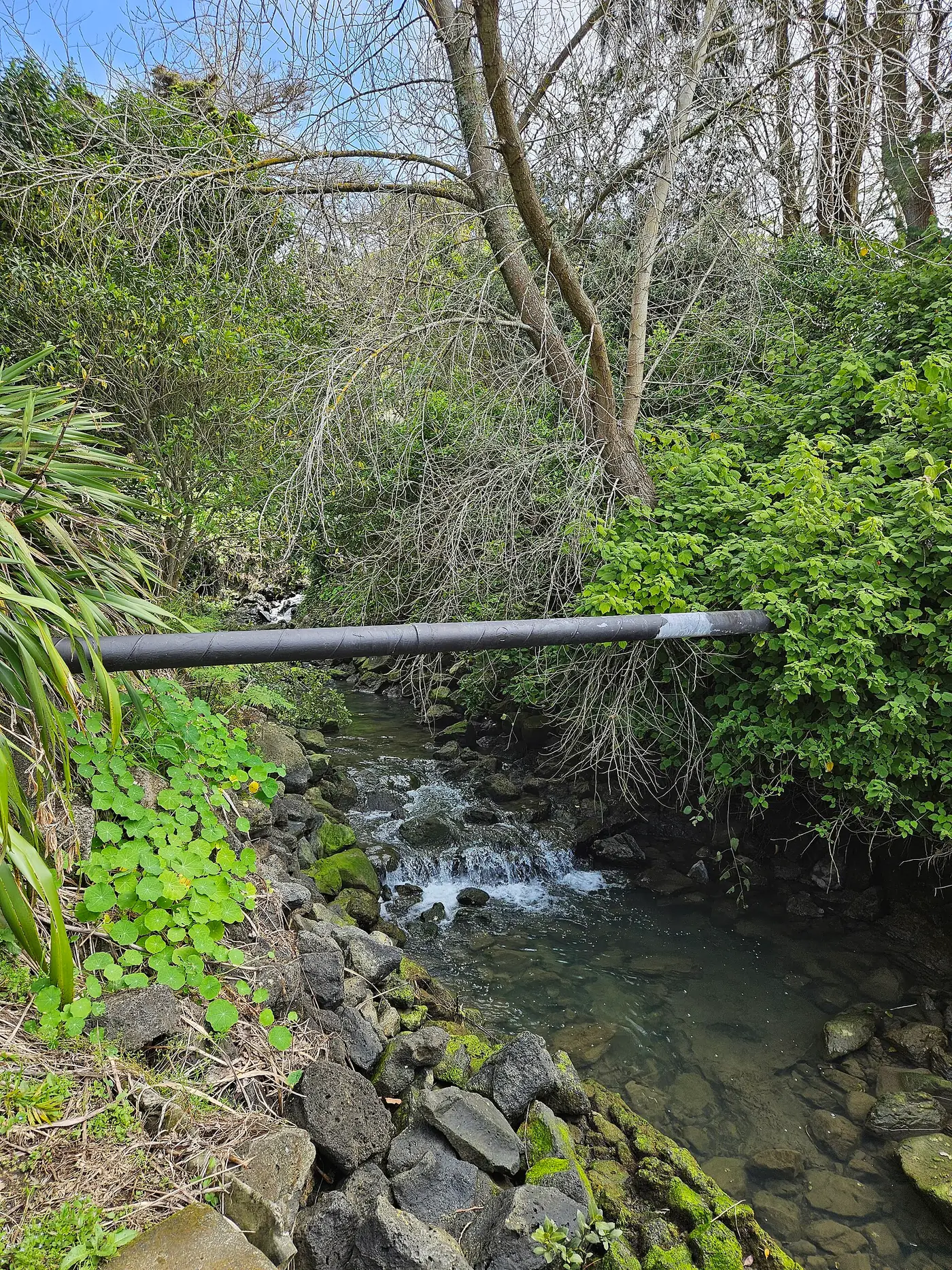 Panmure Basin (Te Kai a Hiku) in Panmure