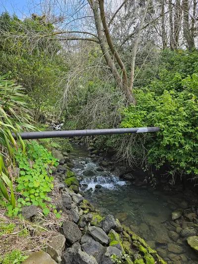 Panmure Basin (Te Kai a Hiku) in Panmure