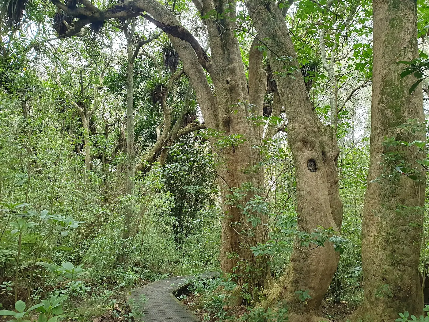 Smiths Bush (Te Rangi Hiroa) in Northcote