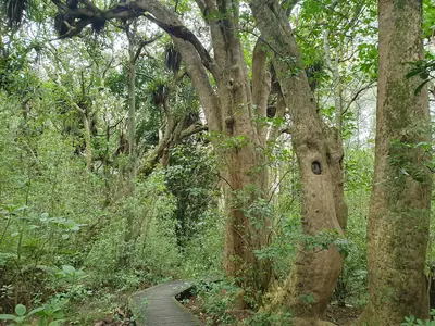 Smiths Bush (Te Rangi Hiroa) in Northcote