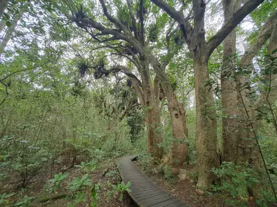 Smiths Bush (Te Rangi Hiroa), photo 2