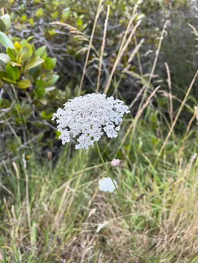 Tāhuna Torea Nature Reserve, photo 2