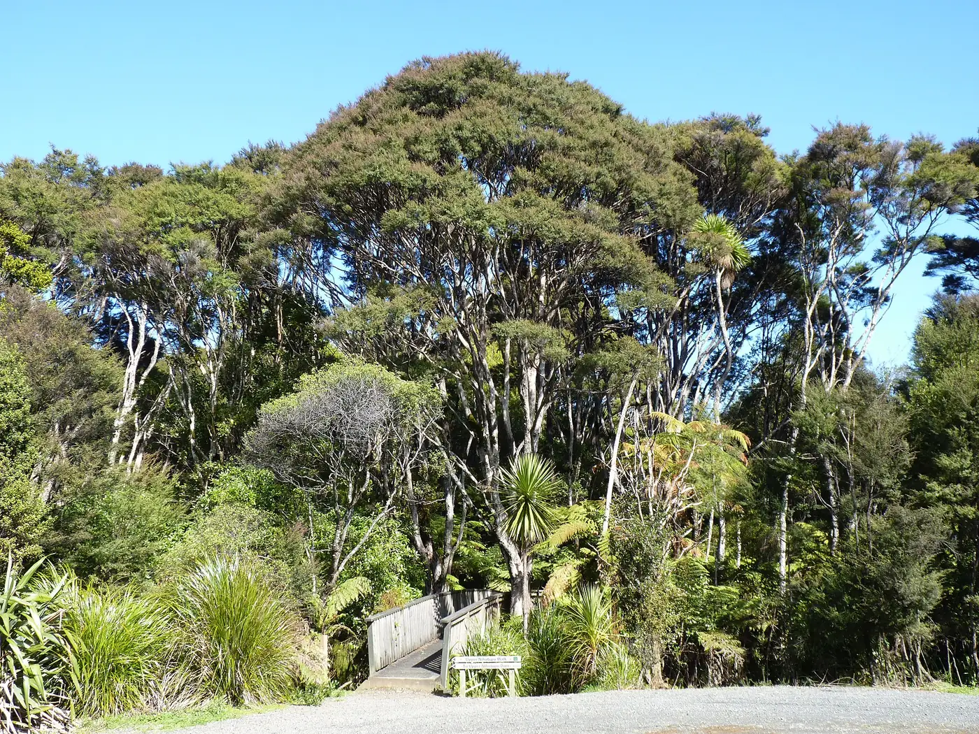 Waitākere Ranges Regional Park in Waitākere